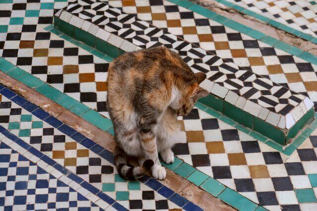 5 Durable Tile Types Safe for Kids and Pets